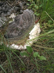 Ganoderma applanatum