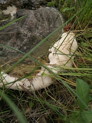 Ganoderma applanatum
