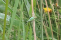 Phyllobius maculicornis