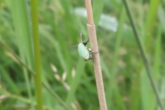 Phyllobius maculicornis