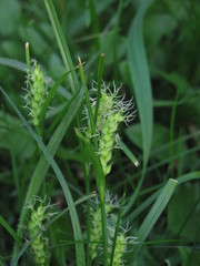 Carex hirta