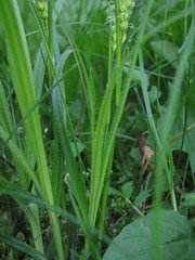 Carex hirta