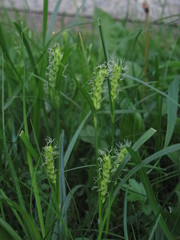 Carex hirta