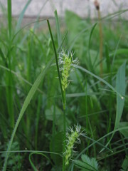 Carex hirta