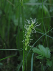 Carex hirta