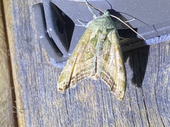 Phlogophora periculosa