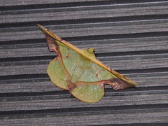 Fascellina plagiata