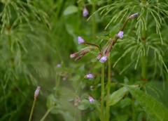 Epilobium palustre
