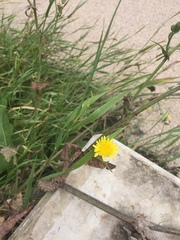 Cichorieae