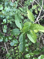 Cestrum laevigatum