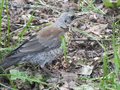 Turdus pilaris