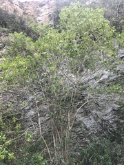 Cestrum laevigatum