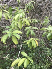 Cestrum laevigatum