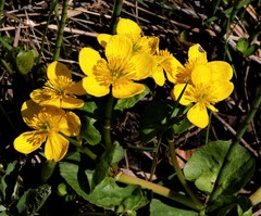 Caltha sibirica