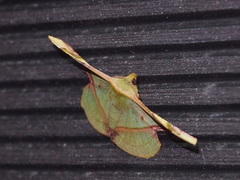 Fascellina plagiata