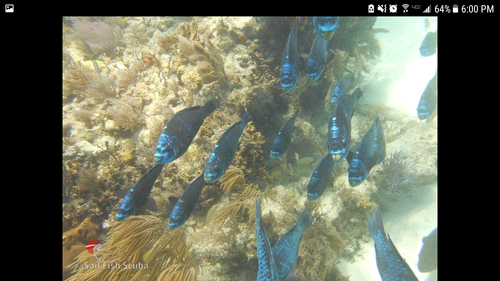 Scarus coelestinus