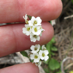 Draba arabisans