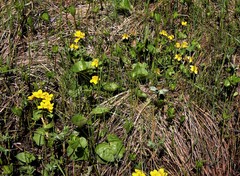 Caltha sibirica