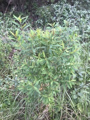 Hypericum canariense
