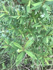 Hypericum canariense
