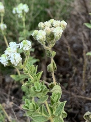 Origanum onites