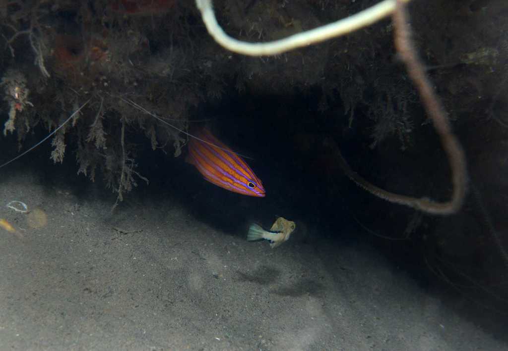 Candy basslet (Liopropoma carmabi) — Serranidae