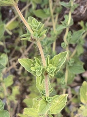 Origanum onites