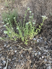 Origanum onites