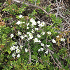 Draba arabisans