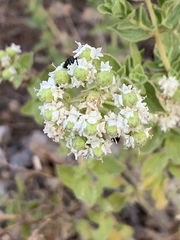 Origanum onites