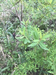 Hypericum canariense
