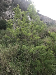 Hypericum canariense