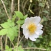 Field Rose - Photo (c) William Stephens, some rights reserved (CC BY), uploaded by William Stephens