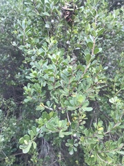 Searsia crenata