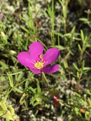 Sabatia arkansana