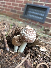 Amanita