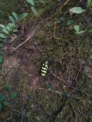 Anoplophora horsfieldii