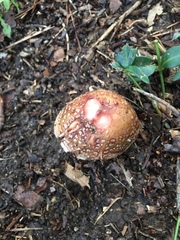 Amanita rubescens