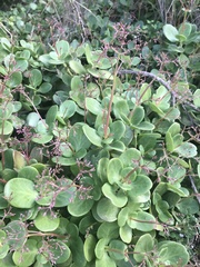 Crassula multicava
