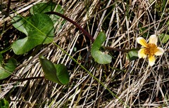 Caltha sibirica