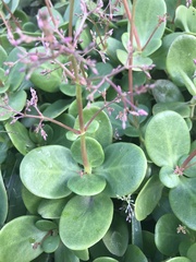 Crassula multicava