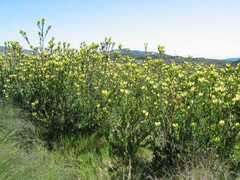 Leucadendron discolor