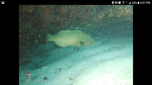 Mycteroperca bonaci