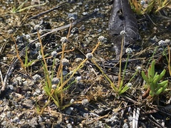 Eriocaulon koernickianum