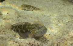 Crested Goby photo 4