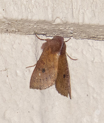 Orthosia transparens