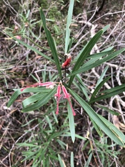 Grevillea oleoides
