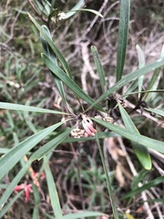Grevillea oleoides