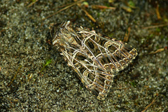 Sideridis reticulata