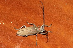 Batocera rufomaculata